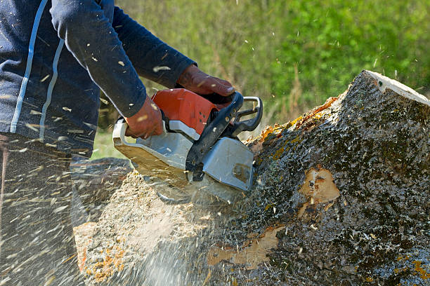 Dead Tree Removal in Kendale Lakes, FL